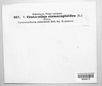 Craterellus cornucopioides image